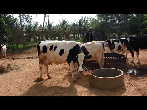 ketosis in cattle wikipedia